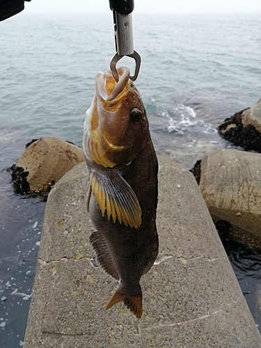 アイナメの釣果