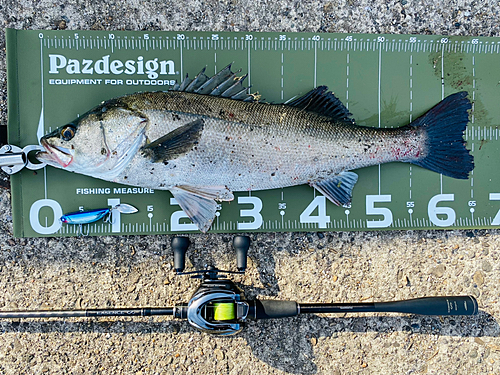 シーバスの釣果