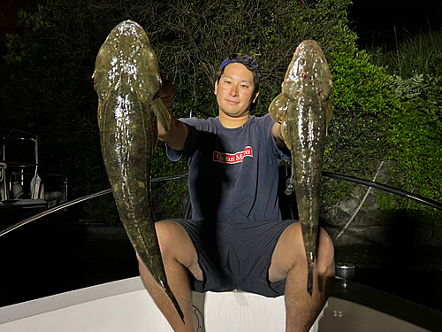 マゴチの釣果