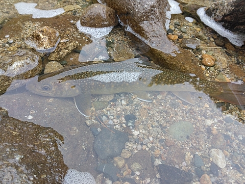 イワナの釣果