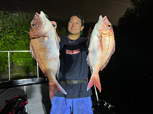 マダイの釣果