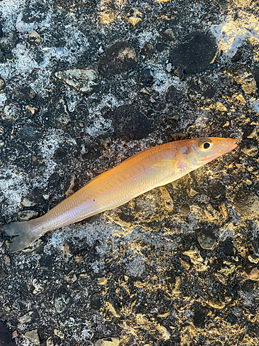 キスの釣果