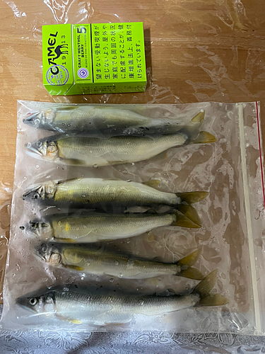 アユの釣果