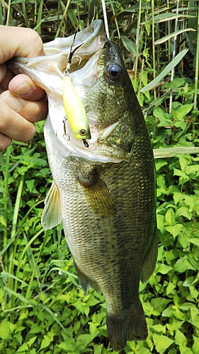 ラージマウスバスの釣果