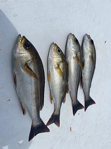 イサキの釣果