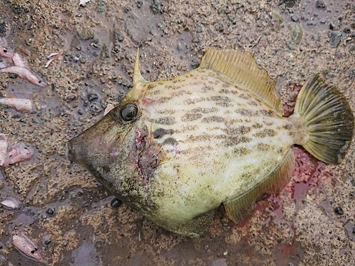 カワハギの釣果