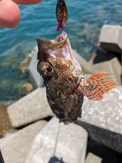 カサゴの釣果