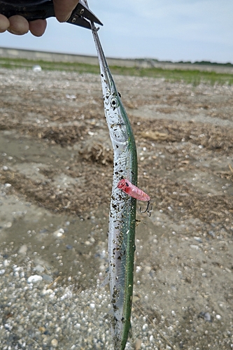 ダツの釣果