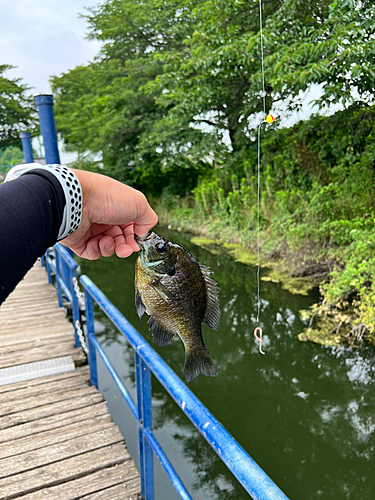 ブルーギルの釣果