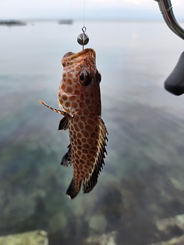 オオモンハタの釣果