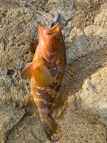 キジハタの釣果