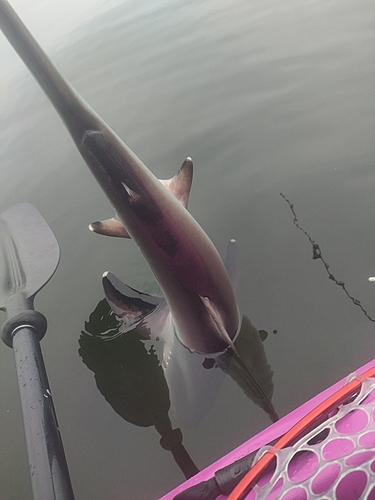 サメの釣果