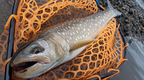 アメマスの釣果