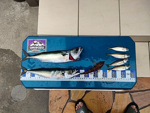 サバの釣果