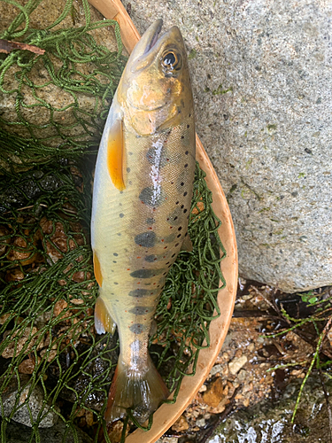 アマゴの釣果