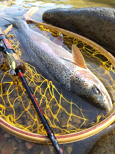 ニジマスの釣果