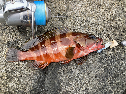 アカハタの釣果