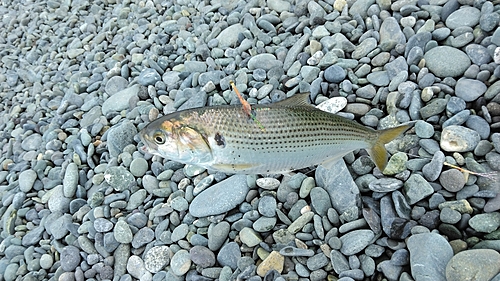 コノシロの釣果