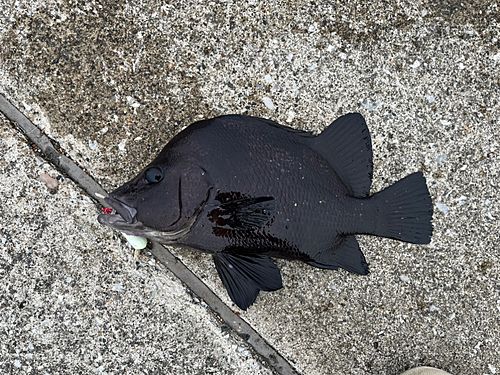 ヒゲダイの釣果