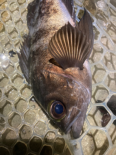 クロメバルの釣果