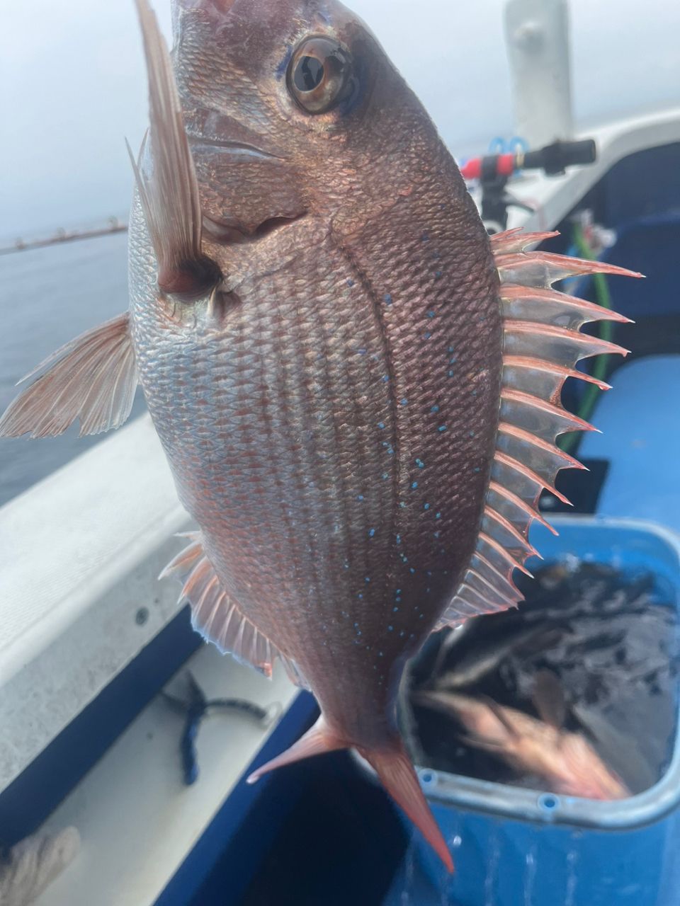 カジュエさんの釣果 2枚目の画像