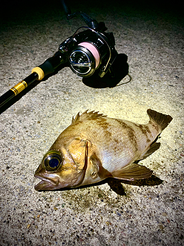 シロメバルの釣果