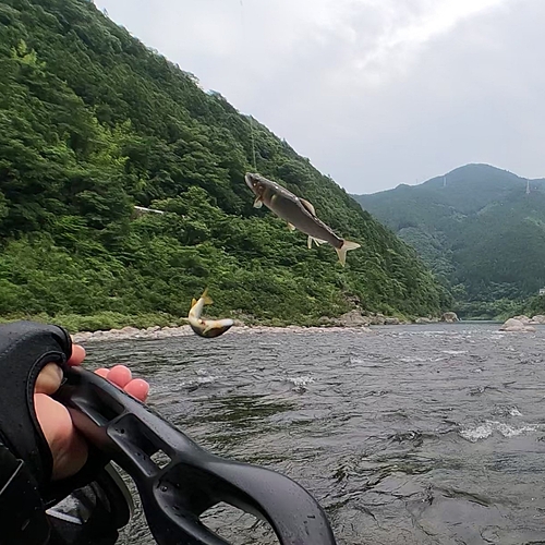 アユの釣果