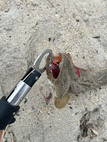 マゴチの釣果