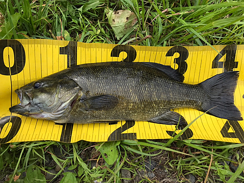 スモールマウスバスの釣果