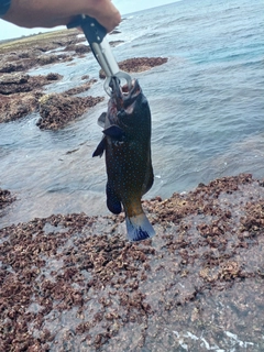 ナンヨウカイワリの釣果