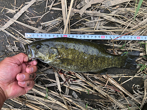 スモールマウスバスの釣果