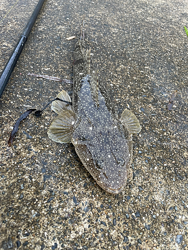 マゴチの釣果