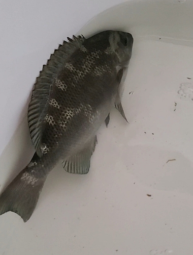 クチブトグレの釣果