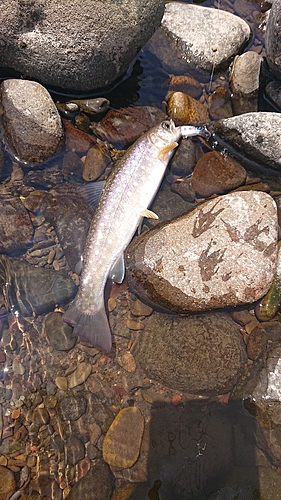 アメマスの釣果