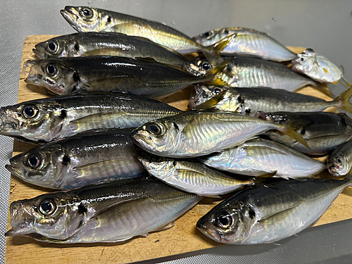 アジの釣果