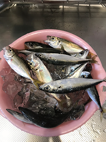 サバの釣果