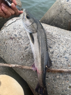 スズキの釣果