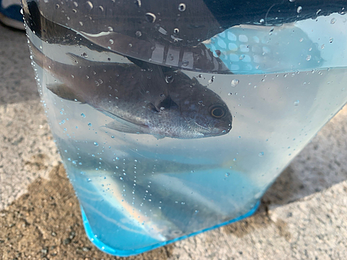 スズメダイの釣果