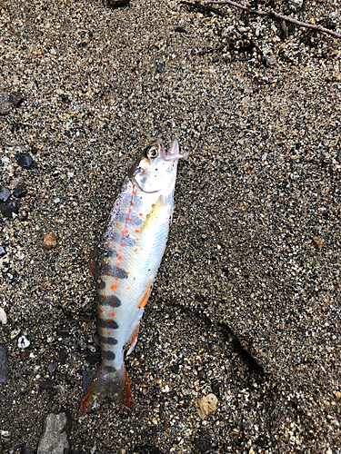 アマゴの釣果