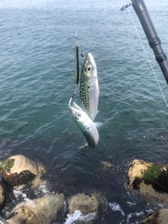 サバの釣果