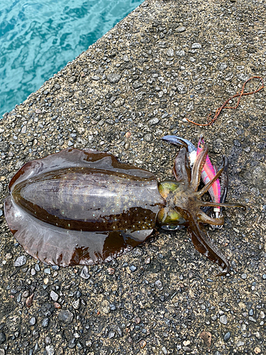 アオリイカの釣果