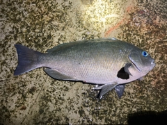 クチブトグレの釣果