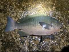 クチブトグレの釣果