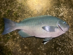 クチブトグレの釣果