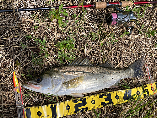 シーバスの釣果