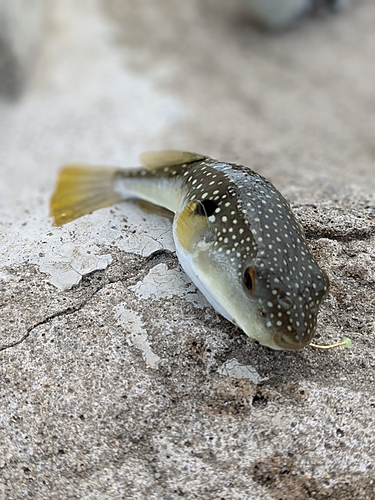 クサフグの釣果