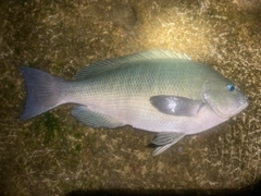 クチブトグレの釣果