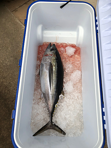 メバチマグロの釣果