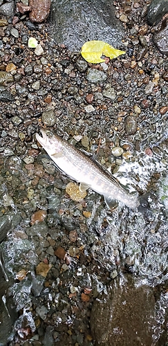 イワナの釣果