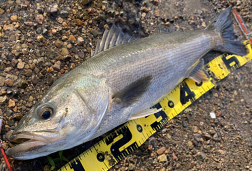 シーバスの釣果